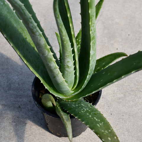 Aloe vera