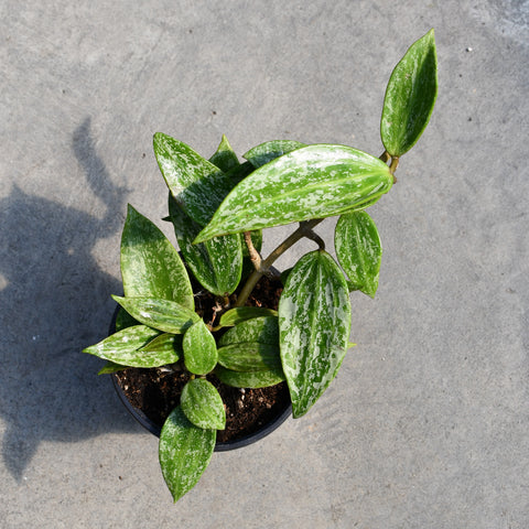 Hoya rangsan 'Splash' 