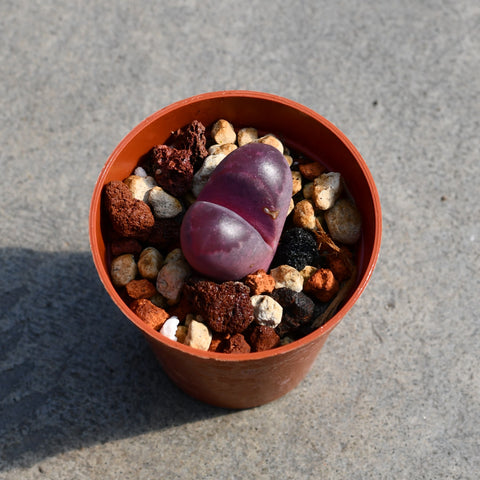 Lithops optica rubra