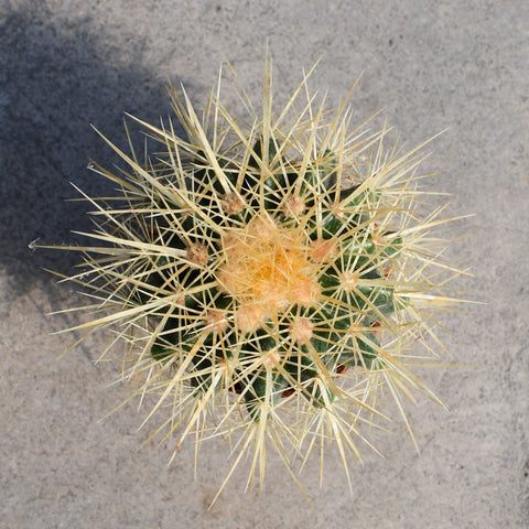 Echinocactus grusonii