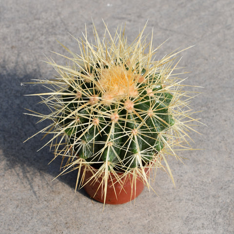 Echinocactus grusonii