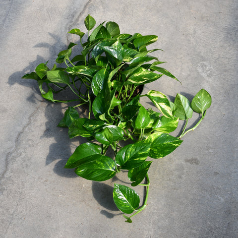 Epipremnum aureum 'Golden'