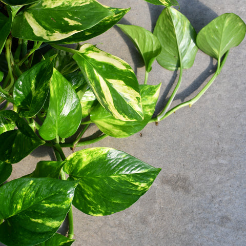 Epipremnum aureum 'Golden'