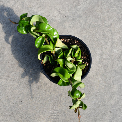 Hoya carnosa 'Compacta'