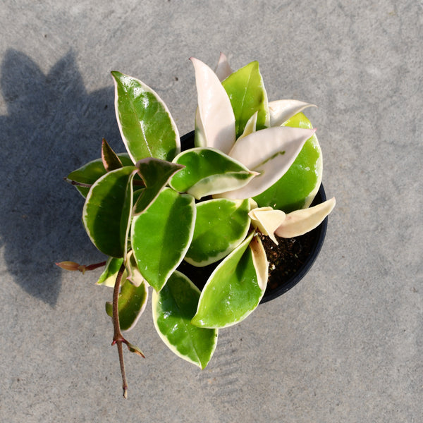 DSC_0552_grande.jpg?v=1758216722