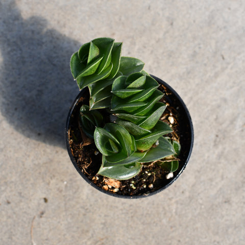 Callisia navicularis