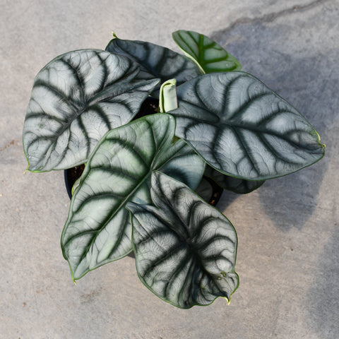 Alocasia 'Silver Dragon'