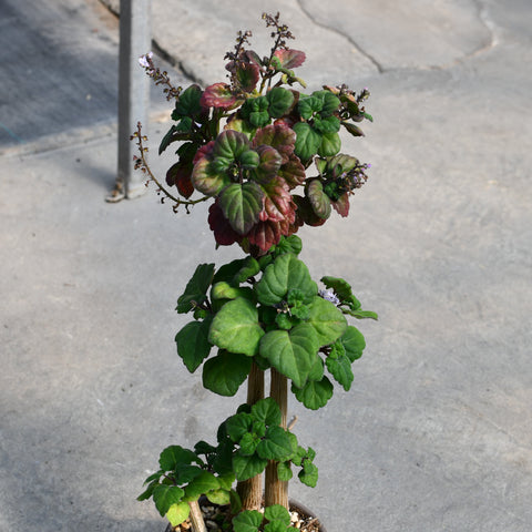 Plectranthus ernstii