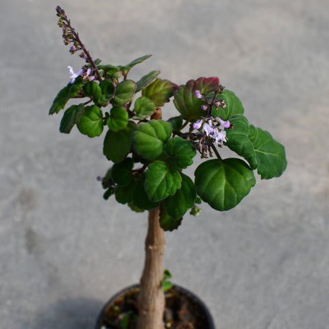 Plectranthus ernstii