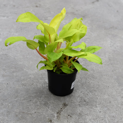 golden goddess philodendron climbing Philodendron 'Golden Goddess' – Serres Lavoie