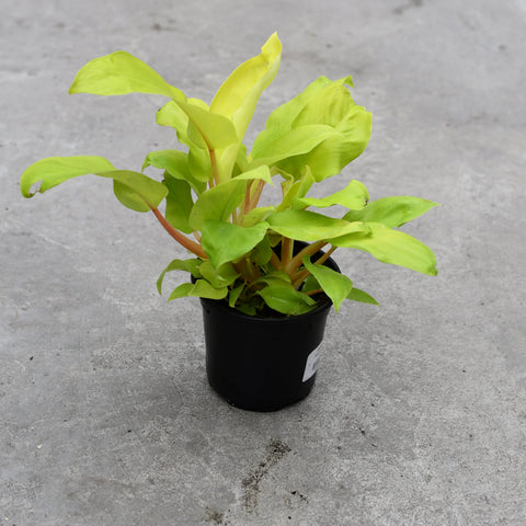 Philodendron 'Golden Goddess'