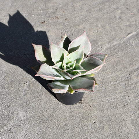 Echeveria 'Madiba'