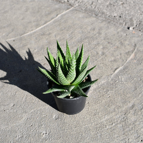 Gasterhaworthia 'Universe'