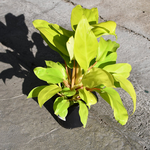 philodendron feuille jaune Philodendron 'Golden Goddess' – Serres Lavoie