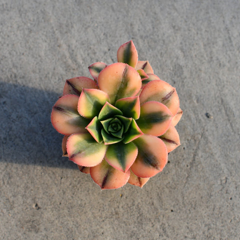Aeonium arboreum cv. Sunburst