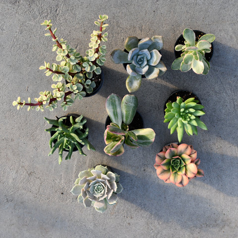 lots of succulents Lot of Assorted Succulents | Succulents