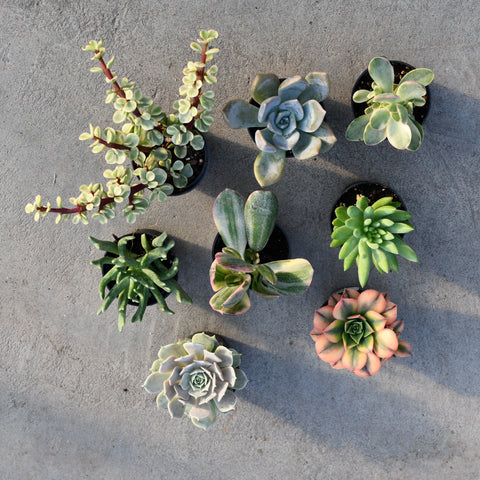 Lot de Succulentes assorties