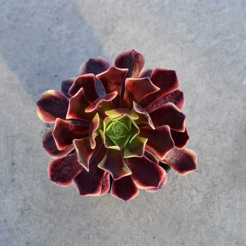 Aeonium 'Superbang'
