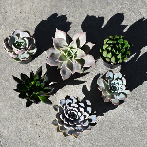 Lot de 6 Echeverias assorties