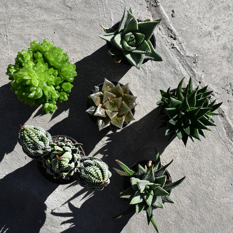 Lot de 6 Haworthias, Gasterias et Aloes assorties