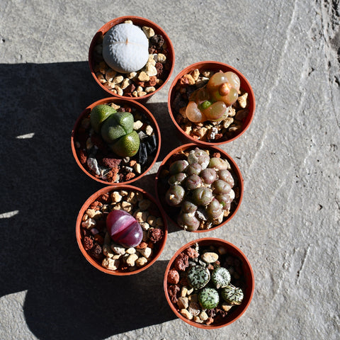 Lot de 6 Messembs assorties