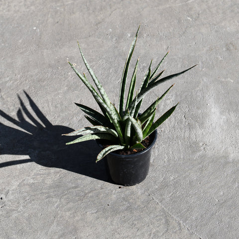 Sansevieria 'Icicle'