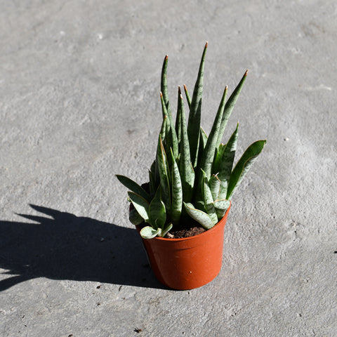 Sansevieria 'Icicle'