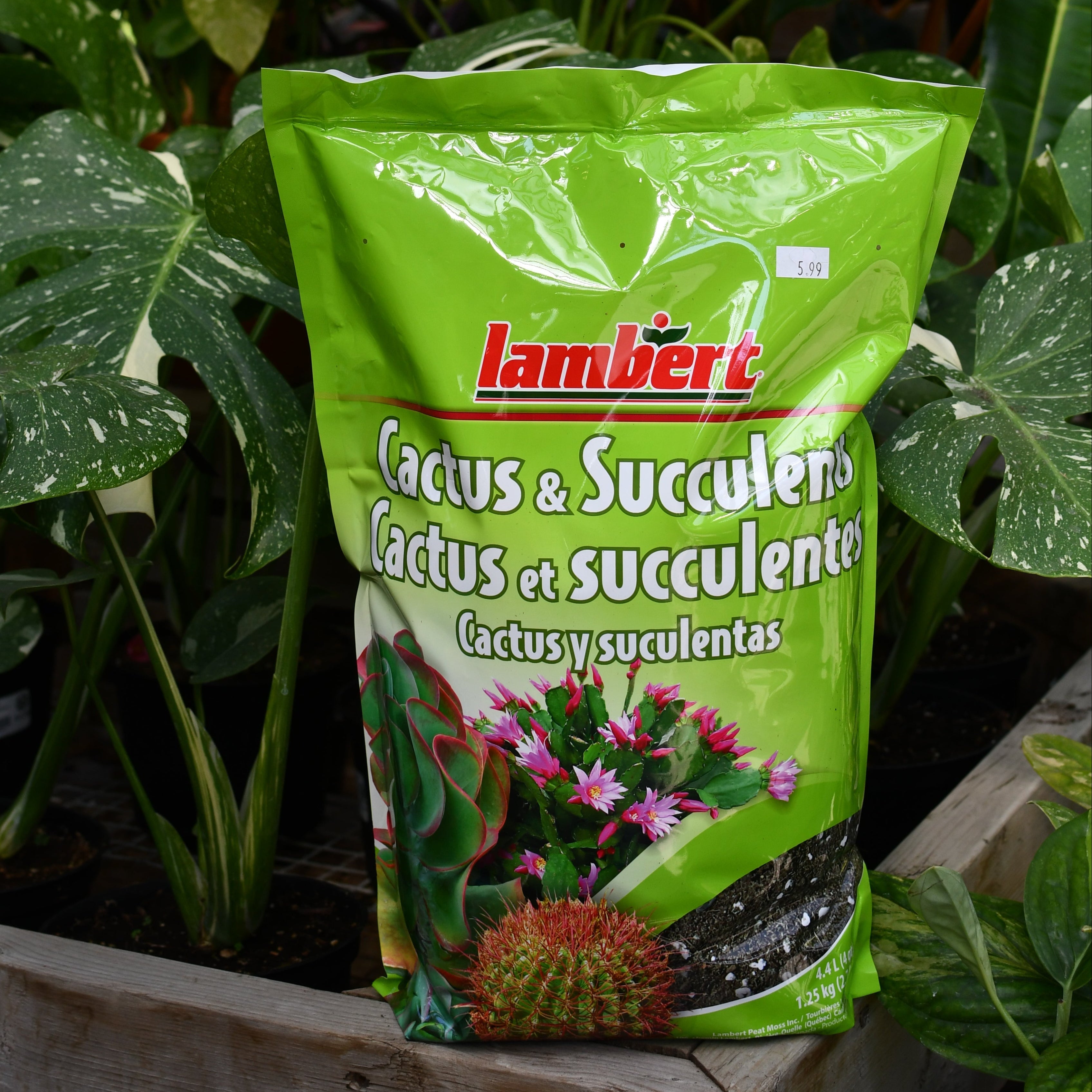 thumbnail image 2 of Westland Cacti & Succulent Potting Mix House Plants Naturally Peat Free 2 of 11