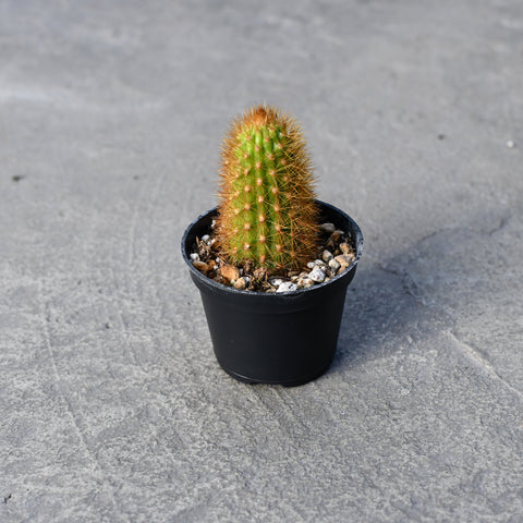 Cleistocactus aureispina