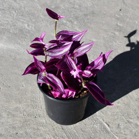 Tradescantia zebrina 'Pink Paradise'