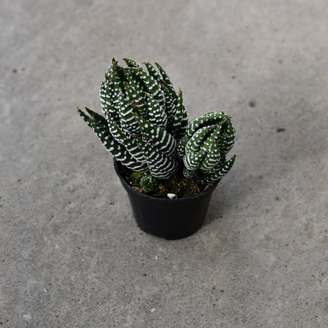 Haworthia Fasciata 'Super Fasciata'