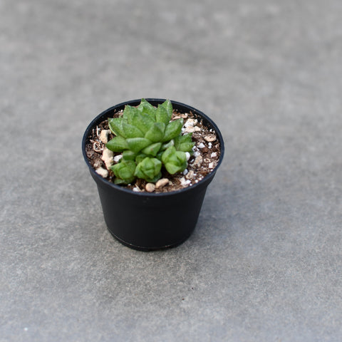Haworthia reticulata