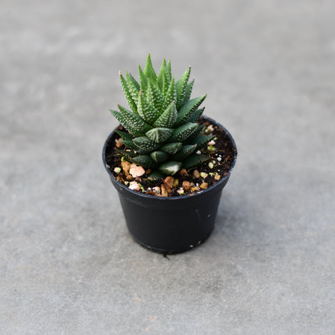 Haworthia reinwardtii