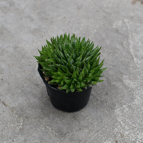 Haworthia marumiana
