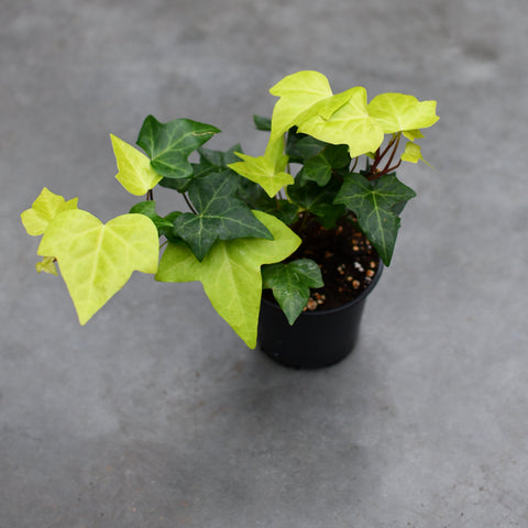 Hedera algeriensis 'Neon' 