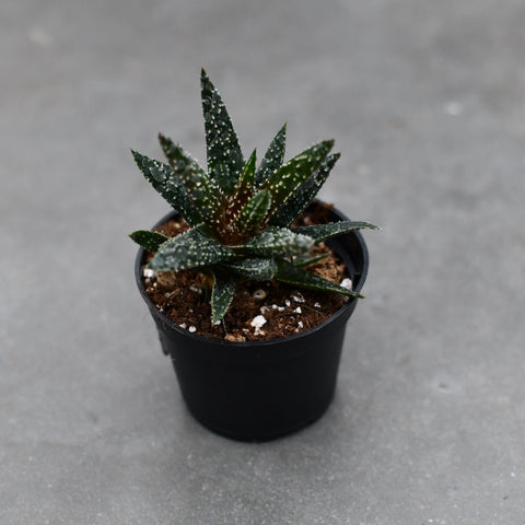 Aloe 'Twilight Zone'