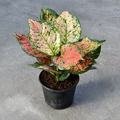aglaonema ruby pink Aglaonema 'Ruby Ray' – Serres Lavoie