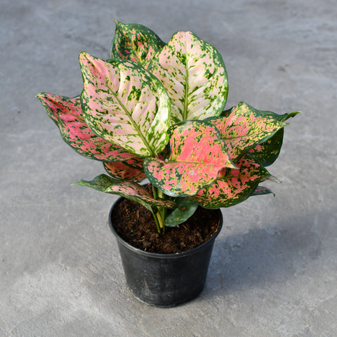 Aglaonema 'Ruby Ray'