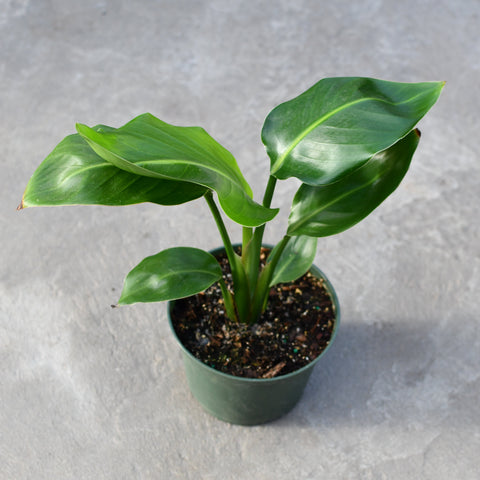 Strelitzia Nicolai 'White Bird'