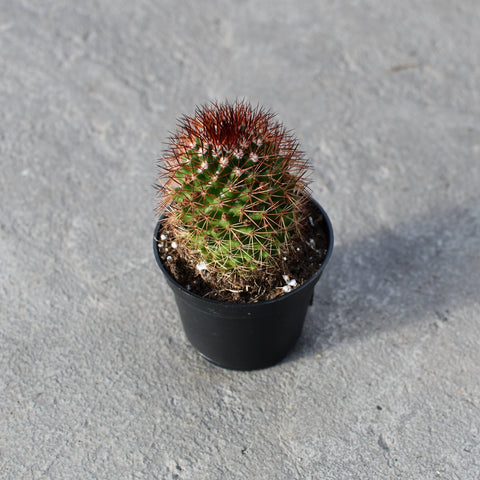 Mammillaria ernestii rubrispina