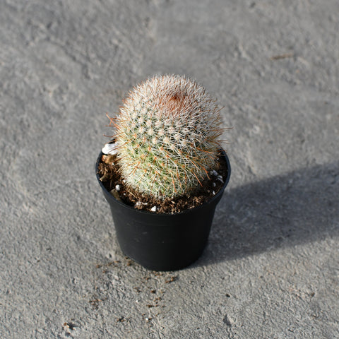Mammillaria pilcayensis