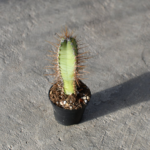 Cereus forbesii