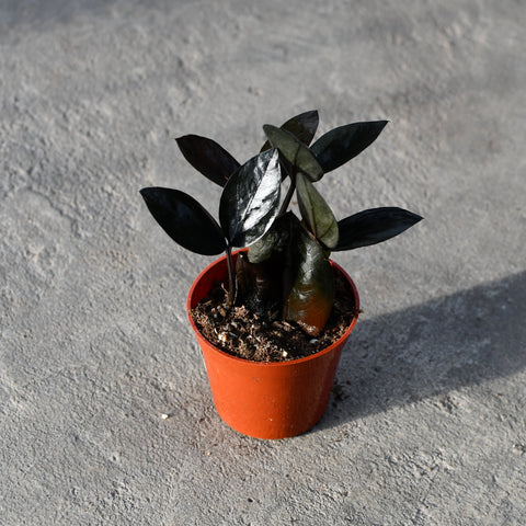 Zamioculcas zamiifolia 'Oscuro black'