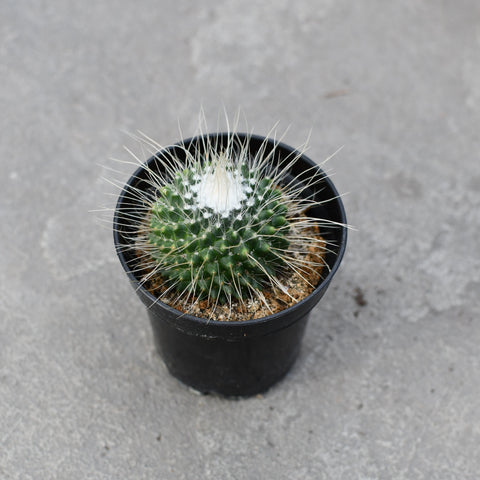 Mammillaria spinosissima cv. Un pico