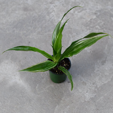 Dracaena warneckii 'White jewel'