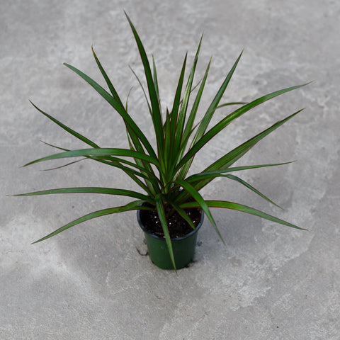 Dracaena marginata