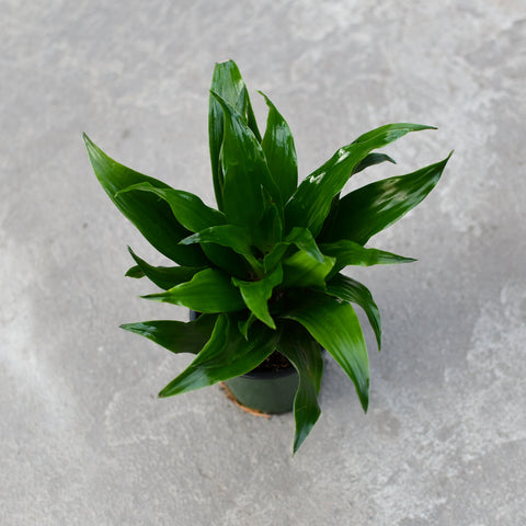 Dracaena 'Janet Craig'