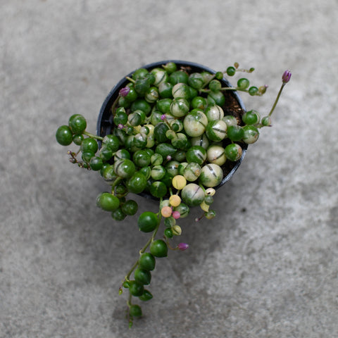 Senecio rowleyanus f. variegata