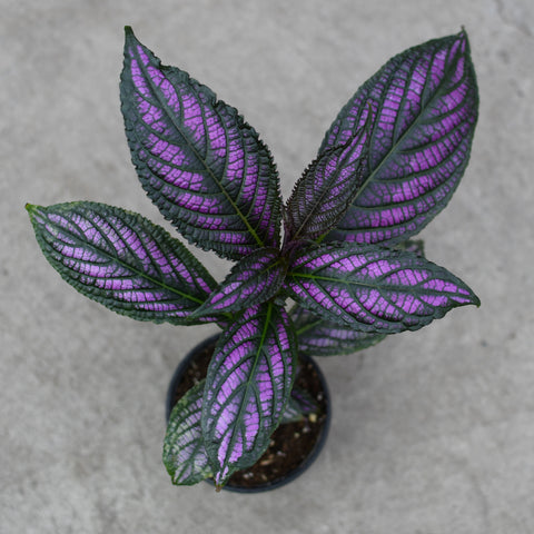 Strobilanthes dyerianus 'Persian shield'