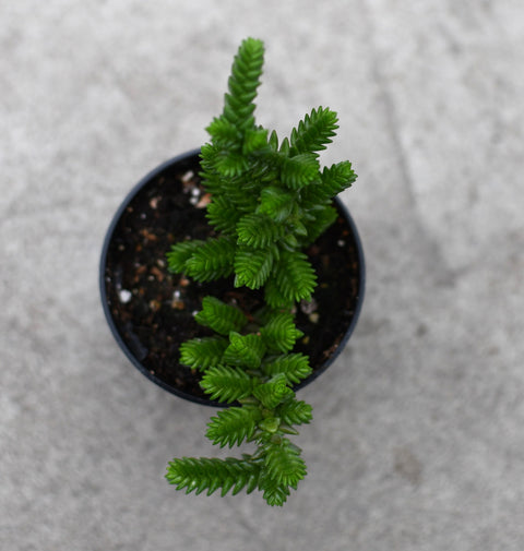 Crassula muscosa pine 